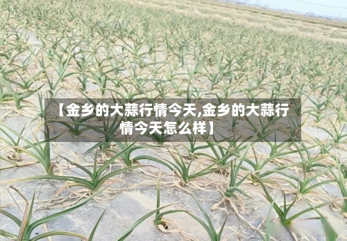 【金乡的大蒜行情今天,金乡的大蒜行情今天怎么样】-第2张图片