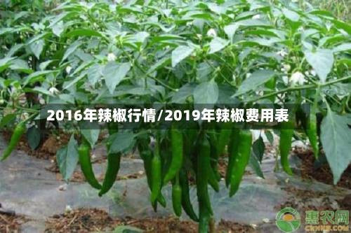 2016年辣椒行情/2019年辣椒费用表