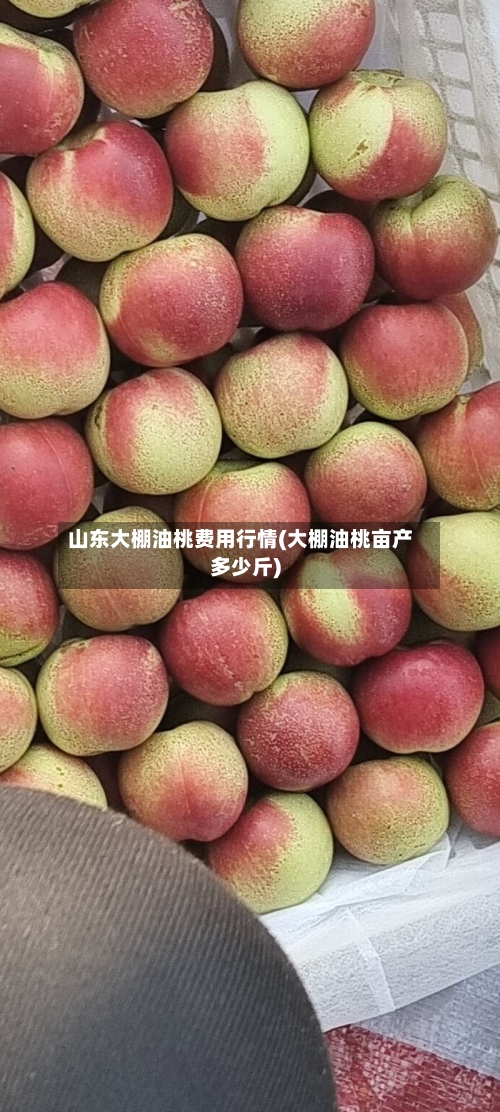 山东大棚油桃费用行情(大棚油桃亩产多少斤)-第2张图片