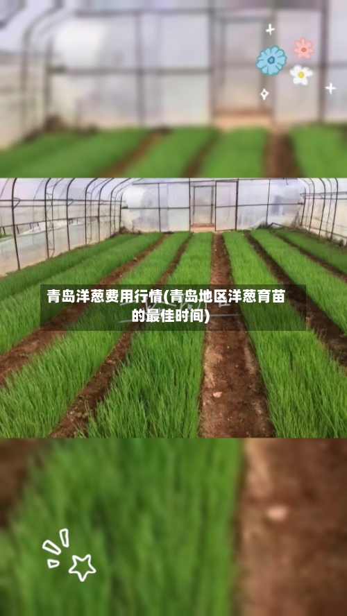 青岛洋葱费用行情(青岛地区洋葱育苗的最佳时间)-第3张图片